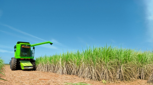 Central Romana culmina zafra con una producción de 287,565 toneladas de azúcar